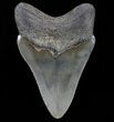 Serrated, Megalodon Tooth - Great Tooth #72818-2